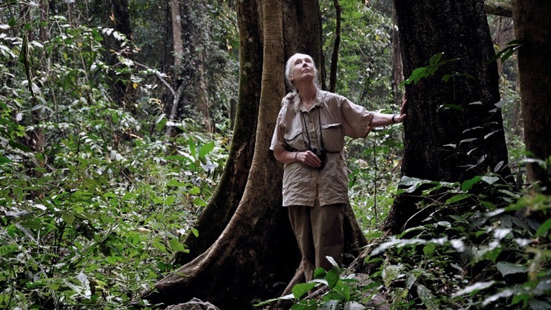 제인 구달 65년 영장류 연구 자료, AWS 디지털화 추진